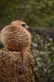 Kids_DFWzoo_3-2016 (287)